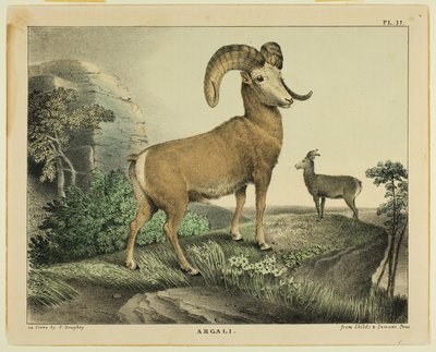 Argali - Thomas Doughty