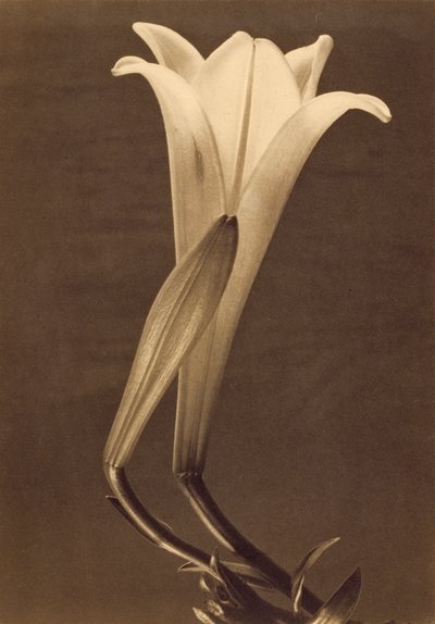 Photographie au platine de Lily par Tina Modotti - Tina Modotti