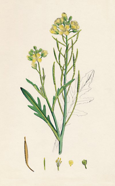 Brassica tenuifolia. Roquette murale, 19ème siècle - Unbekannt