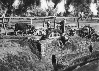 Irrigation des champs près du Caire, Égypte, vers 1920 - Unbekannt