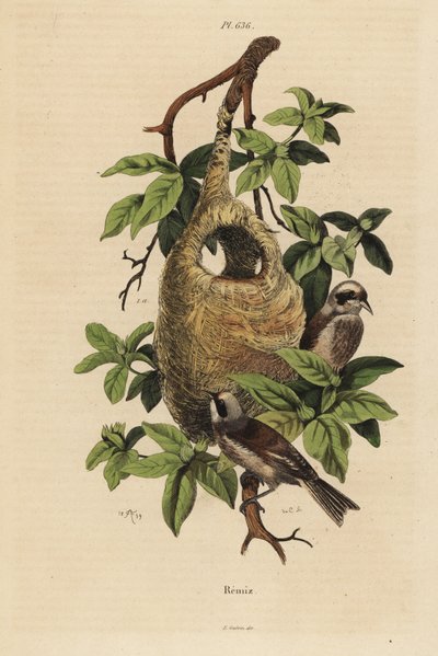 Rémiz penduline, Remiz pendulinus, et nid - Unbekannt