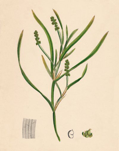 Potamogeton zosterifolius. Potamot à feuilles de zostère, 19ème siècle - Unbekannt