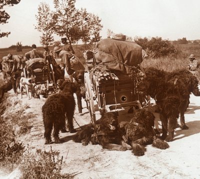 Chiens de ravitaillement, vers 1914-1918 - Unbekannt