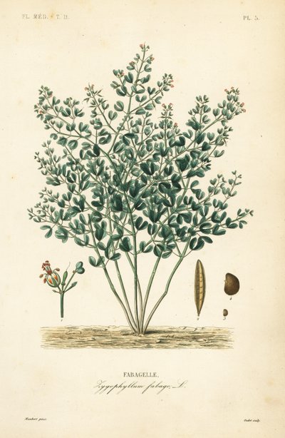 Fabagelle, Zygophyllum fabago, Fabagelle - Unbekannt