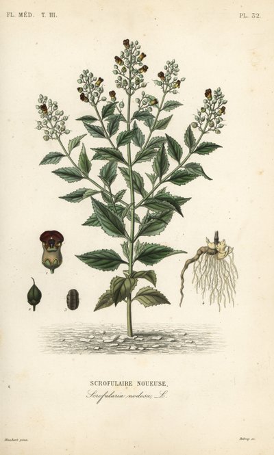 Scrofulaire noueuse, Scrophularia nodosa - Unbekannt