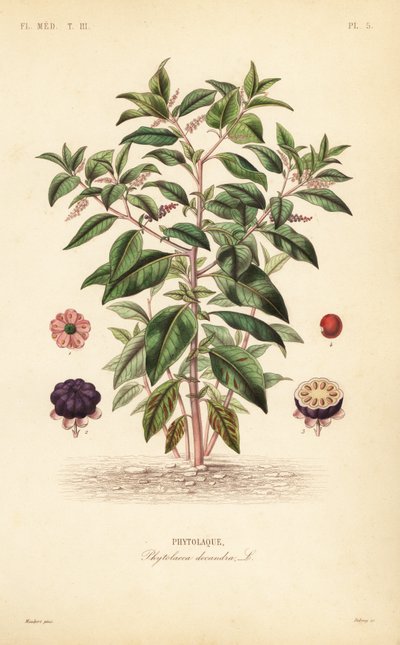 Phytolaque, Phytolacca americana - Unbekannt