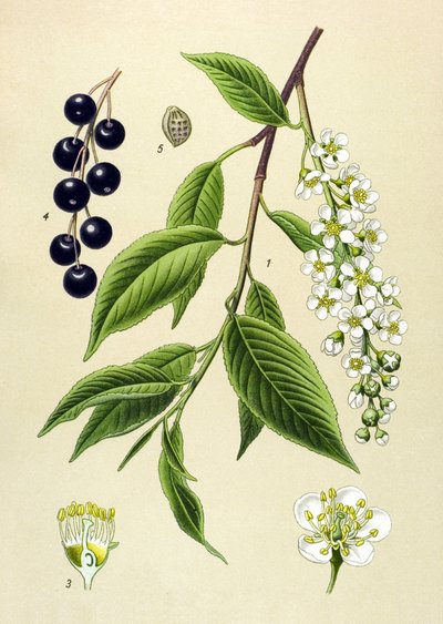 Planche botanique, plante : cerisier (Prunus padus) - Unbekannter Künstler