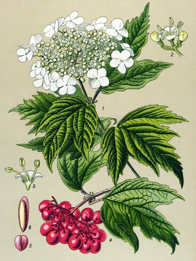 Planche botanique, plante : viorne obier (Viburnum opulus) - Unbekannter Künstler