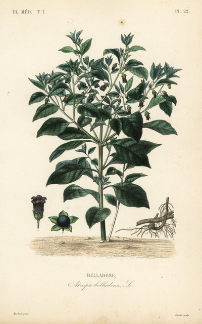 Belladone, Atropa belladonna - Unbekannt