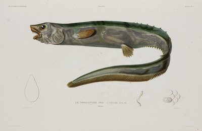 Natacanthus nasus, Islande, début du 19ème siècle - Unbekannter Künstler