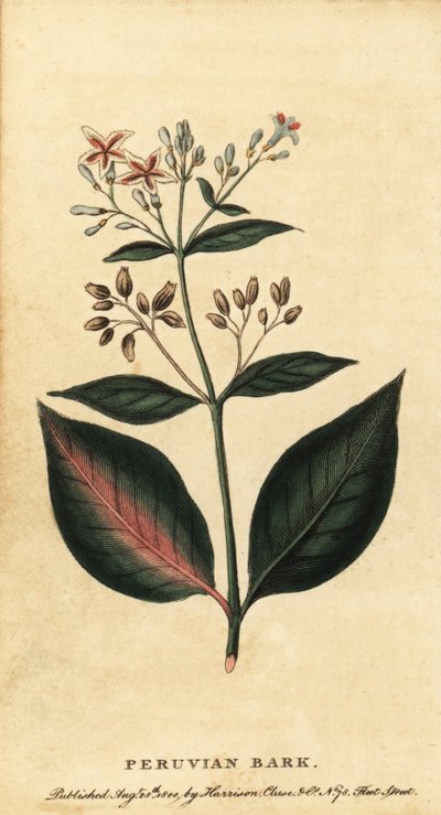 Écorce de quinquina, Cinchona officinalis (gravure) - Unbekannter Künstler