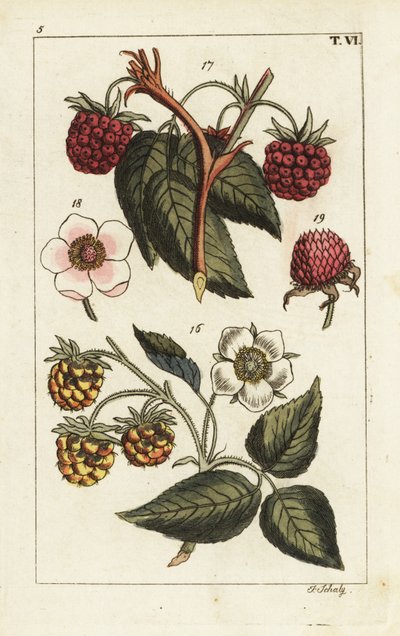 Variétés de framboise - Unbekannter Künstler