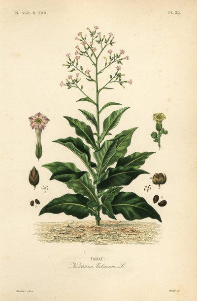 Tabac, Nicotiana tabacum - Unbekannt