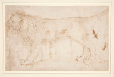 Un lion - Unknown