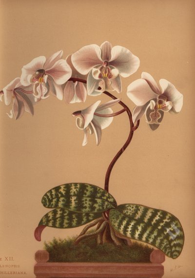 Phalaenopsis schilleriana (Phalenopsis schilleriana) - Unknown