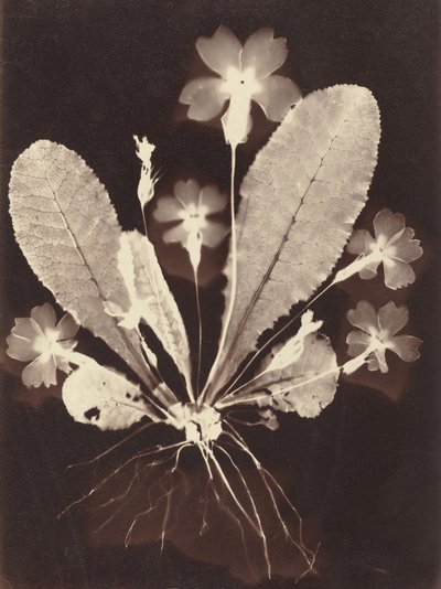 Photogramme botanique - Unknown 19th Century