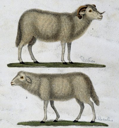 Bélier et mouton - Unknown artist