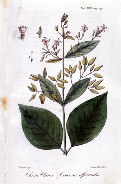 Planche de Quinquina (Cinchona Officinalis) - Unknown artist