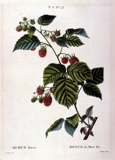 Framboise et fruits : planche botanique du XIXe siècle - Unknown artist