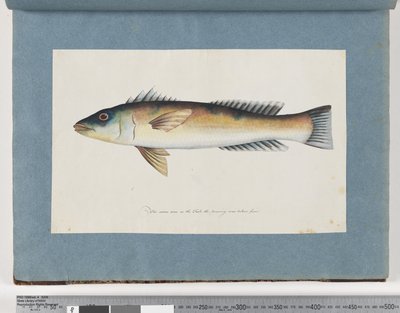 Page 21. Poisson non identifié - Unknown artist