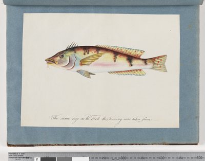 Page 22. Poisson non identifié - Unknown artist