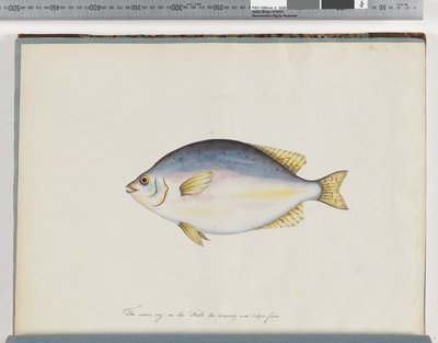 Page 24. Poisson non identifié - Unknown artist