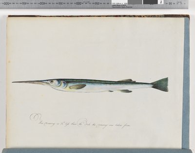 Page 27. Poisson non identifié - Unknown artist