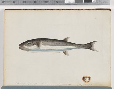 Page 28. Poisson non identifié - Unknown artist