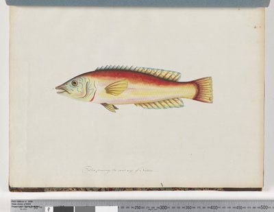 Page 31. Poisson non identifié - Unknown artist