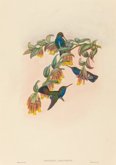 Agyrtria bartletti (Émeraude de Bartlett) - W. Hart