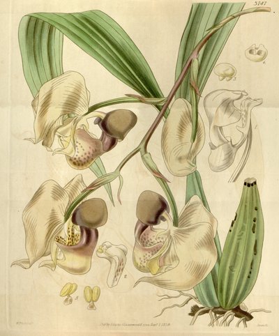 Coryanthes maculata - Walter Hood Fitch