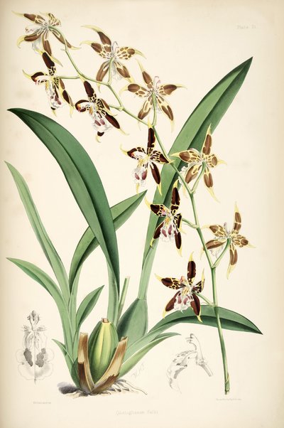 Odontoglossum hallii - Walter Hood Fitch