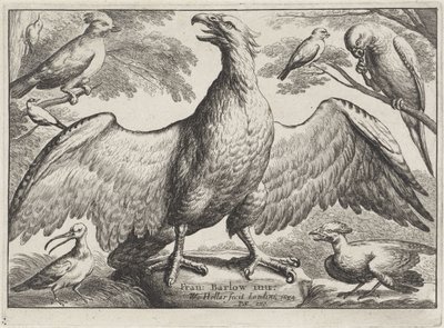 Aigle - Wenceslaus Hollar