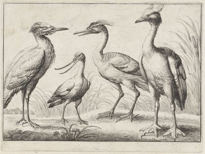 Quatre échassiers - Wenceslaus Hollar