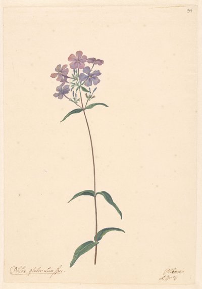 Branche de phlox - Willem van Leen (attributed to)