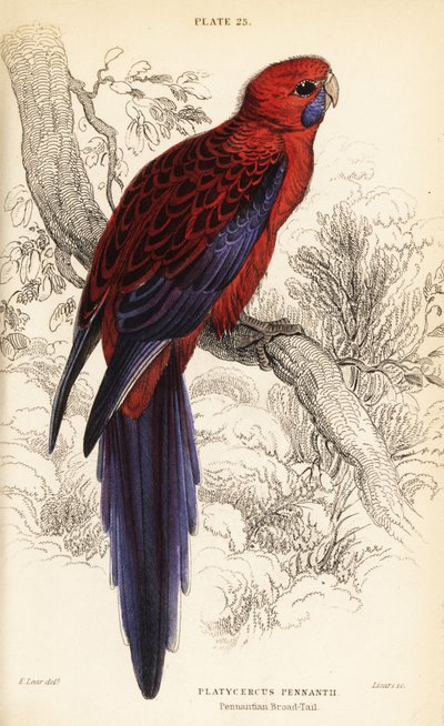 Rosella écarlate, Platycercus elegans - William Home Lizars