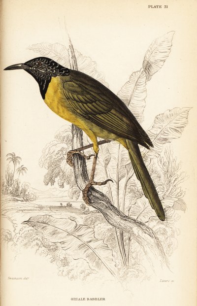 Paruline oriole, Hypergerus atriceps - William Home Lizars