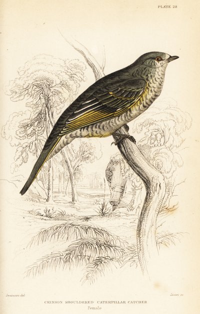 Échenilleur à épaulettes rouges, femelle, Campephaga phoenicea - William Home Lizars