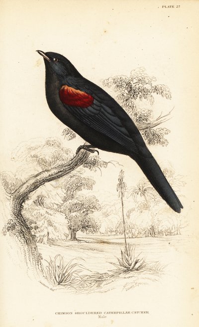 Échenilleur à épaulettes rouges, mâle, Campephaga phoenicea - William Home Lizars