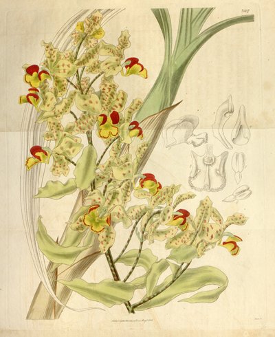 Cyrtopodium punctatum - William Jackson Hooker