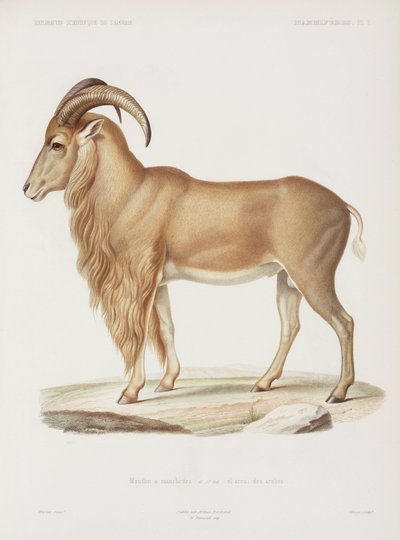 Mouflon, Algérie - John Pardon