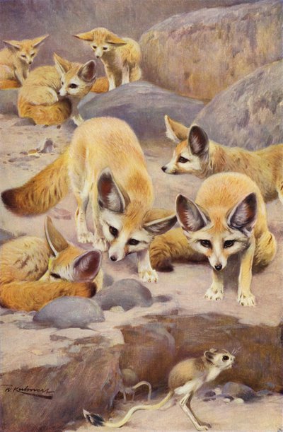 Fennec et Gerboise - after Wilhelm Kuhnert