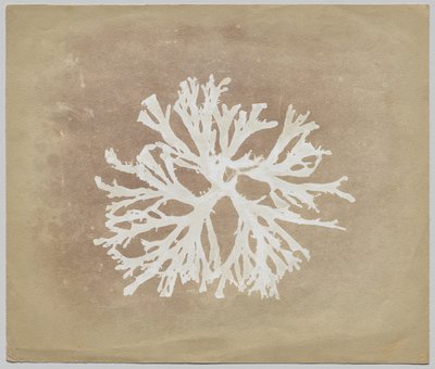 Algues - circle of William Henry Fox Talbot