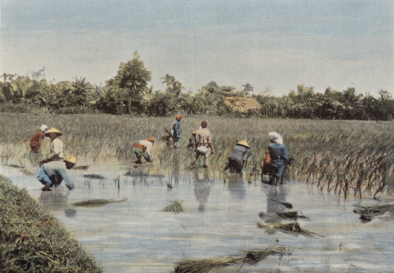 Récolte du riz - European Photographer