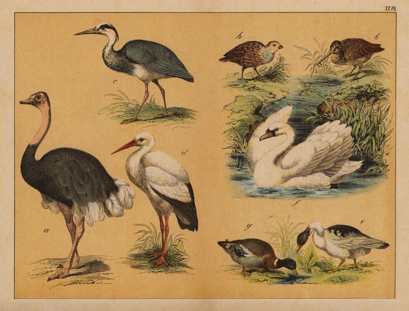 Oiseaux - (after) German School