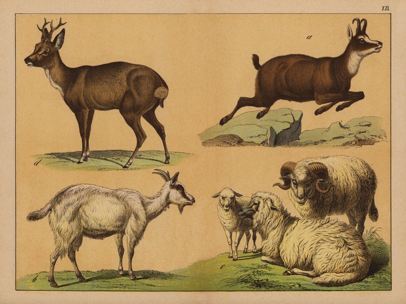 Cerfs, moutons et chèvres - (after) German School