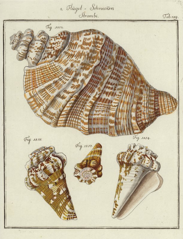 Coquillages (gravure en couleur) - (after) German School