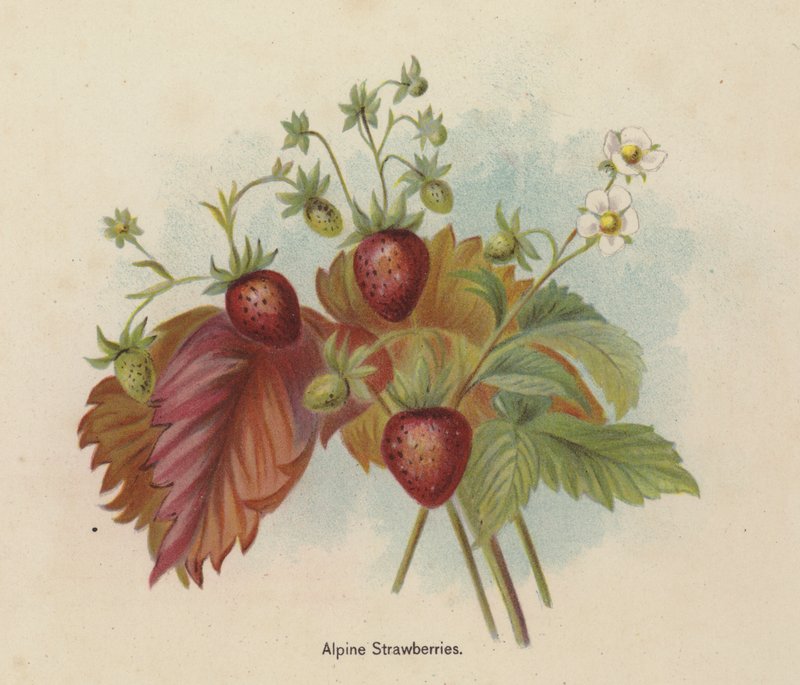 Fraises des Alpes - English School