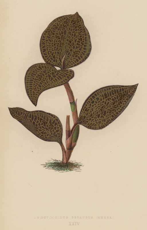 Anoectochilus Setaceus, Aurea - English School