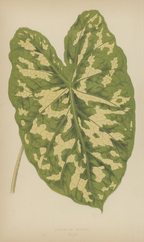 Caladium Pictum - English School